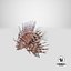Lionfish
