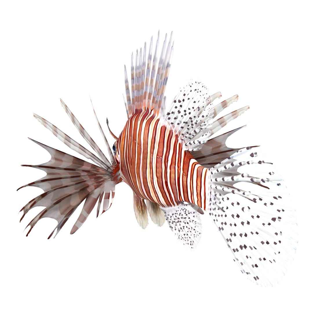 lion fish 3d max https://p.turbosquid.com/ts-thumb/3y/aJ4kTv/Ecb7H7Mj/lionfish3dmodel06/jpg/1455277651/1920x1080/fit_q87/e309972607321ad2d4636a549c4933ac5bb337db/lionfish3dmodel06.jpg