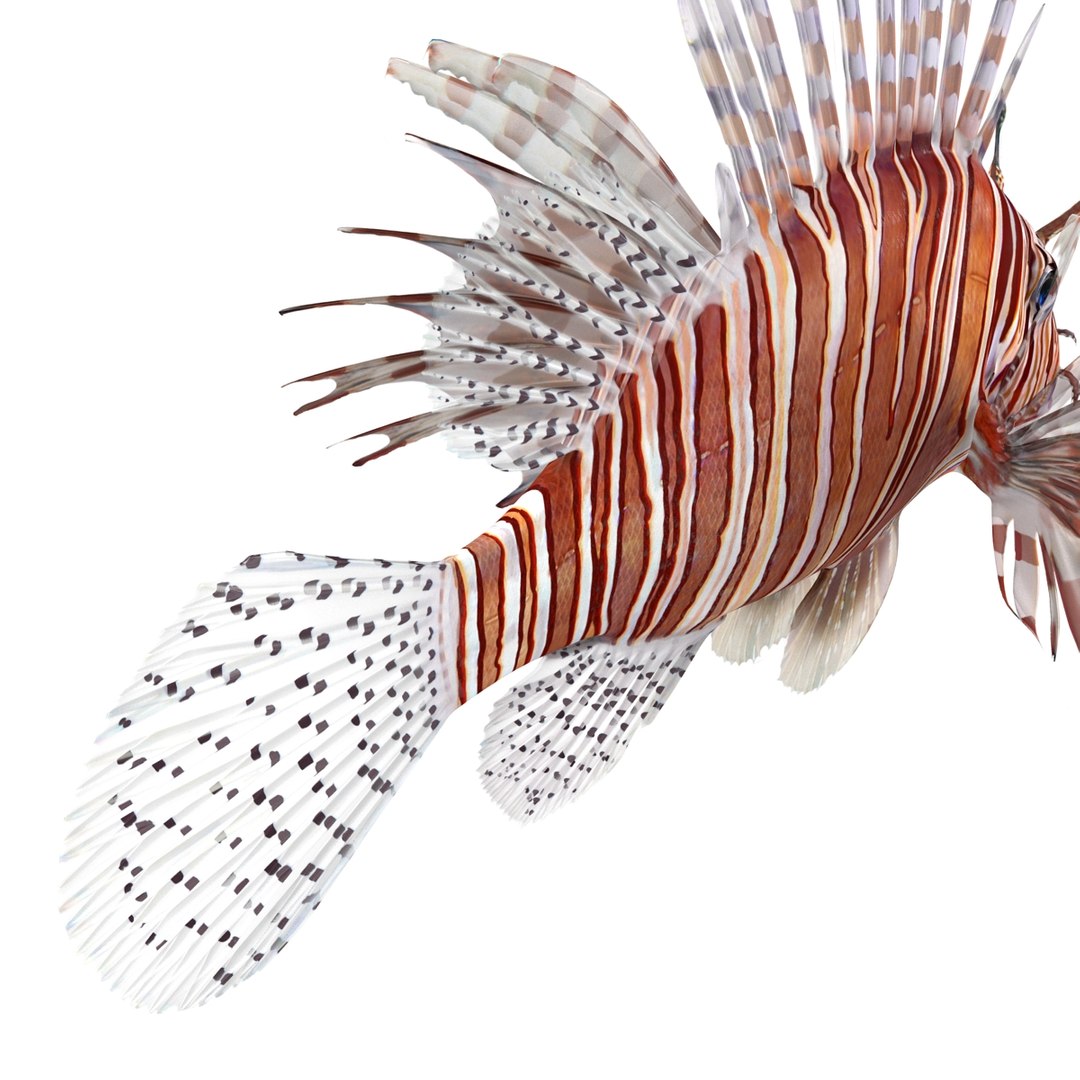 lion fish 3d max https://p.turbosquid.com/ts-thumb/3y/aJ4kTv/PyVQwNlb/lionfish3dmodel21/jpg/1455277653/1920x1080/fit_q87/7118162b157e4f6b3e90371eb037b7a81a3b5725/lionfish3dmodel21.jpg