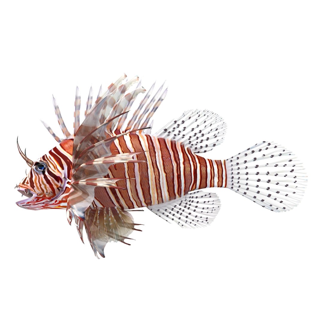lion fish 3d max https://p.turbosquid.com/ts-thumb/3y/aJ4kTv/QeTU0T9U/lionfish3dmodel12/jpg/1455277652/1920x1080/fit_q87/3fbbd7cacb56b132a8fc4b4c983944b162563d2c/lionfish3dmodel12.jpg