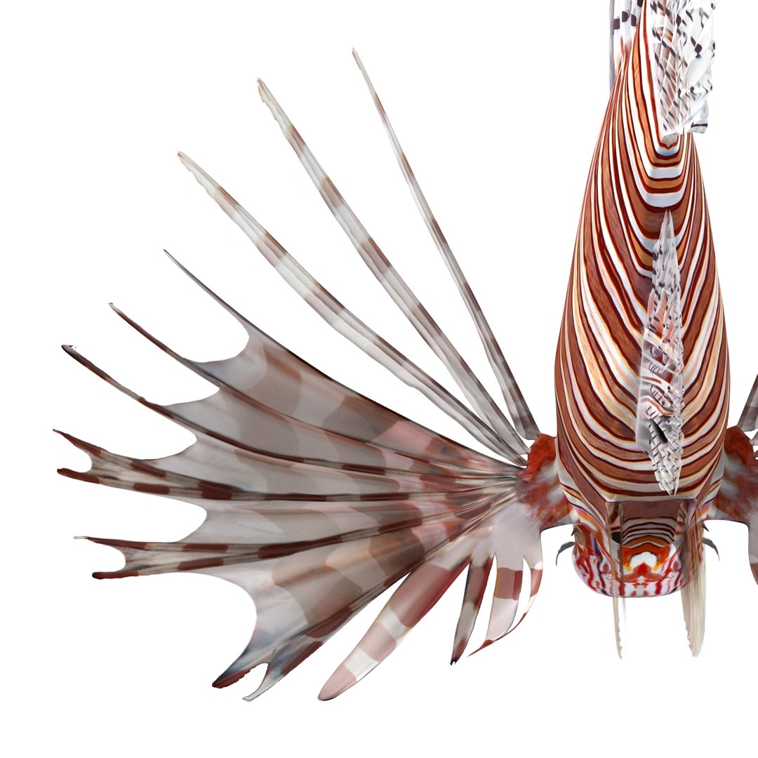 lion fish 3d max https://p.turbosquid.com/ts-thumb/3y/aJ4kTv/SJUGYWb2/lionfish3dmodel20/jpg/1455277653/1920x1080/fit_q87/f71d850ecd3d0e2fcbb780530f208e9a7c890b48/lionfish3dmodel20.jpg