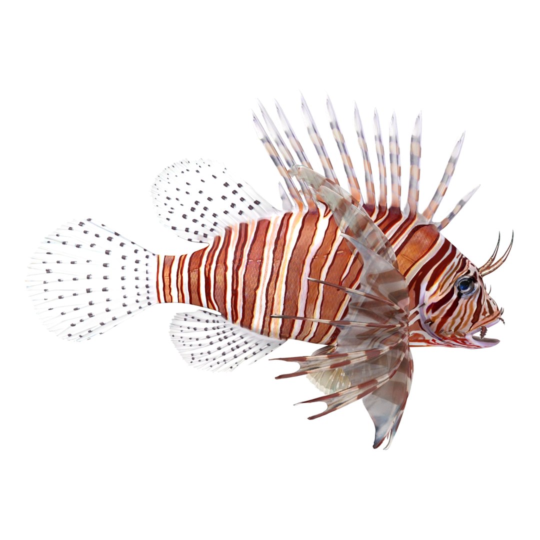 lion fish 3d max