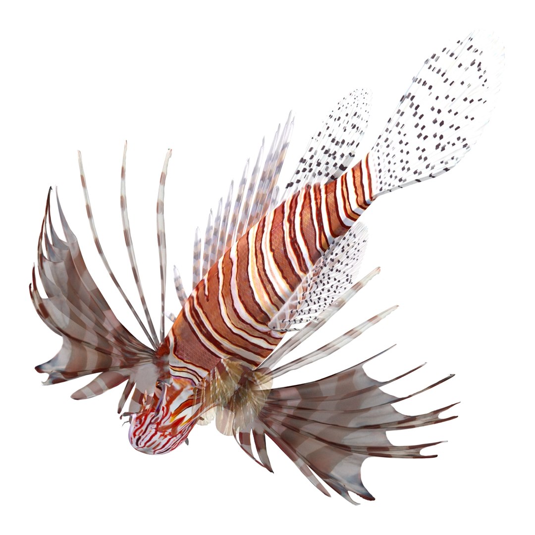 lion fish 3d max https://p.turbosquid.com/ts-thumb/3y/aJ4kTv/YvFRK9gA/lionfish3dmodel15/jpg/1455277652/1920x1080/fit_q87/945dda422f1994e32281c5470cbf489689d6522a/lionfish3dmodel15.jpg