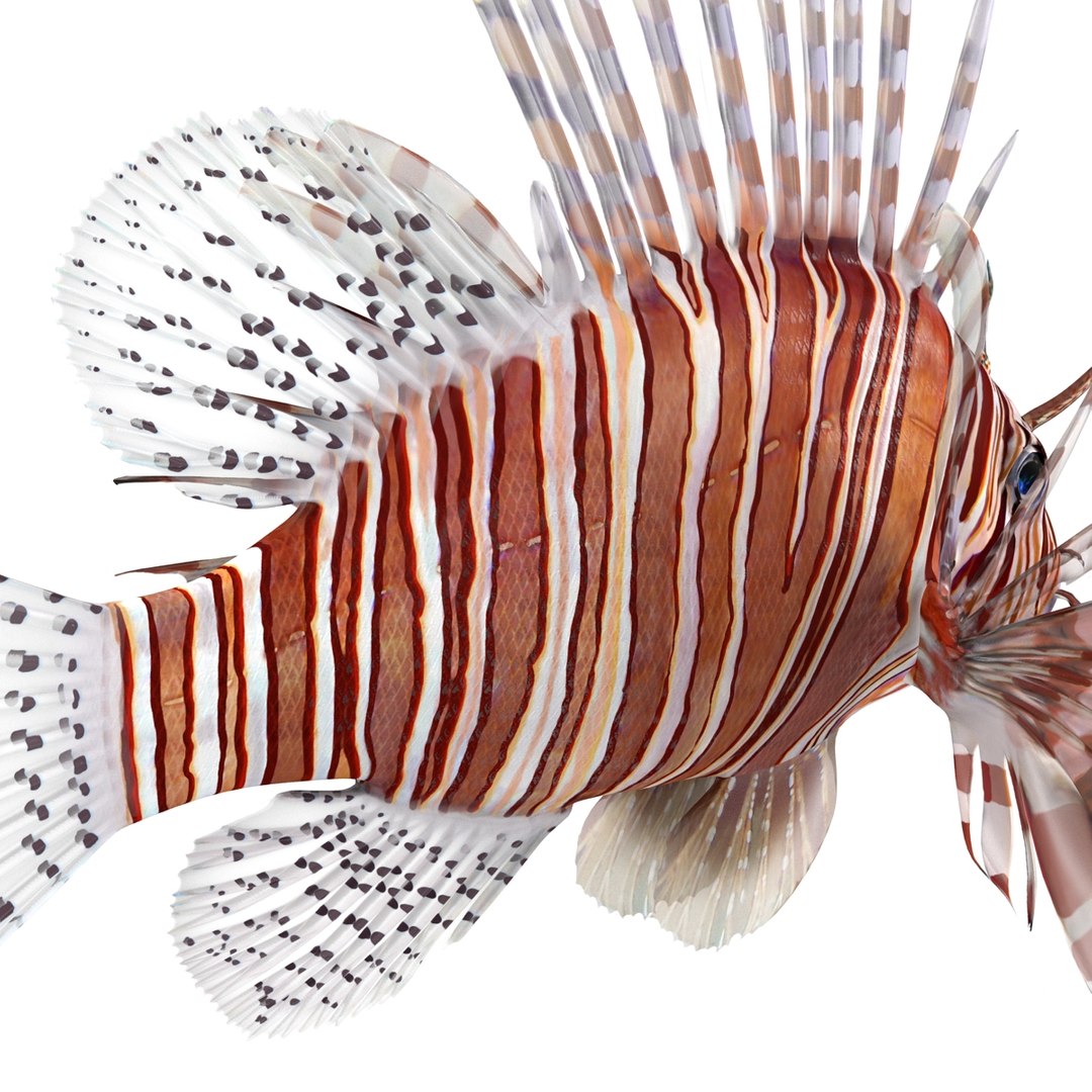 lion fish 3d max https://p.turbosquid.com/ts-thumb/3y/aJ4kTv/ZIELOUp5/lionfish3dmodel22/jpg/1455277653/1920x1080/fit_q87/eff1dbaf5cfe32b86be52abf78a7eacc995f61de/lionfish3dmodel22.jpg