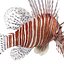 Lionfish