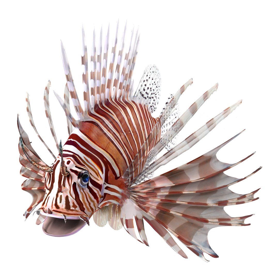 lion fish 3d max https://p.turbosquid.com/ts-thumb/3y/aJ4kTv/a6mdMc7l/lionfish3dmodel05/jpg/1455277651/1920x1080/fit_q87/101baea9c0718d1d37bd9d125473bb6bb12843f6/lionfish3dmodel05.jpg