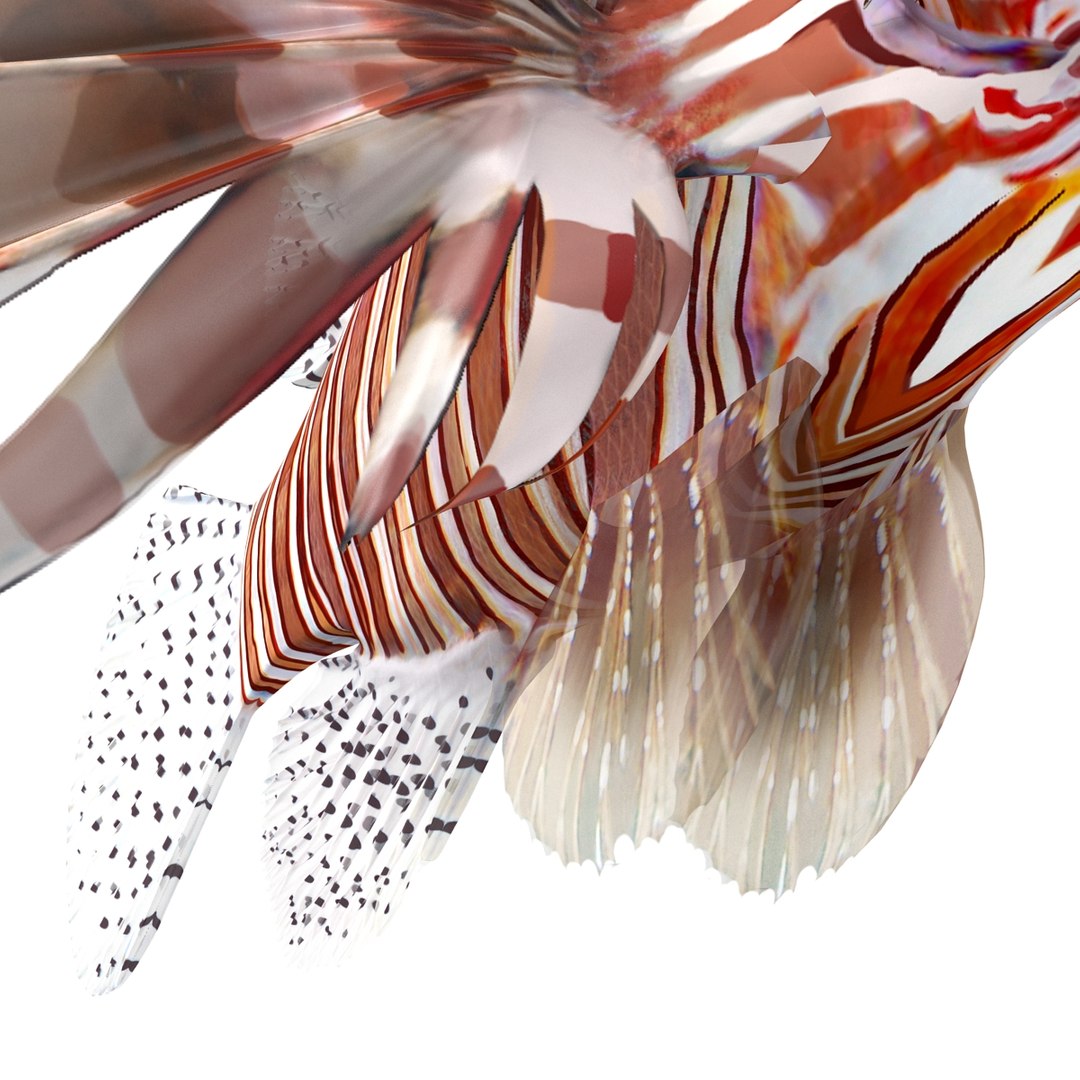 lion fish 3d max https://p.turbosquid.com/ts-thumb/3y/aJ4kTv/cd6WhEuj/lionfish3dmodel25/jpg/1455277653/1920x1080/fit_q87/632f8db15727749fbf39cdff1b9119a4b963b3f7/lionfish3dmodel25.jpg