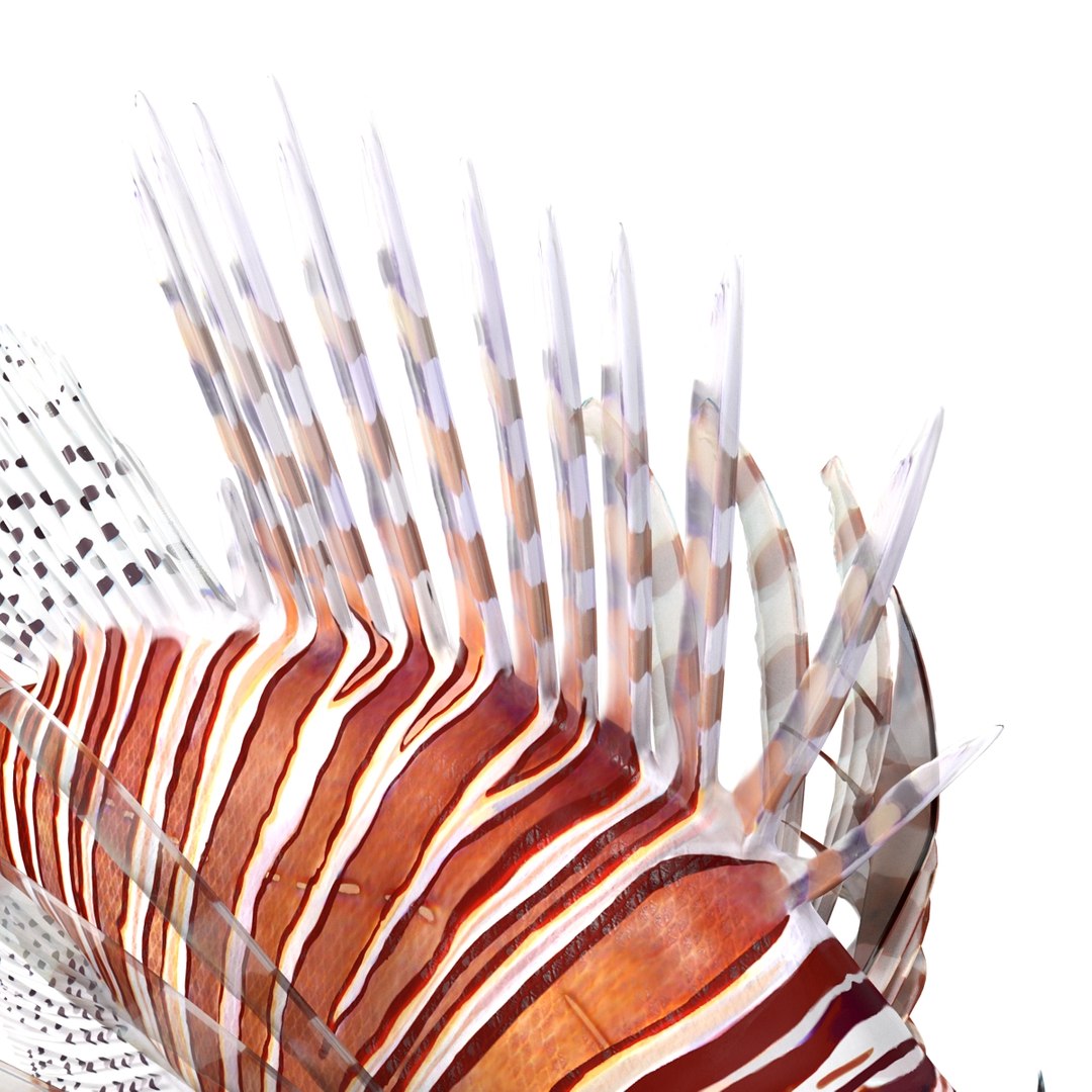 lion fish 3d max https://p.turbosquid.com/ts-thumb/3y/aJ4kTv/uvLBGHru/lionfish3dmodel23/jpg/1455277653/1920x1080/fit_q87/93aec13d215fff946ded6846b893f96afb3b6d2d/lionfish3dmodel23.jpg
