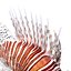 Lionfish