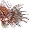 Lionfish