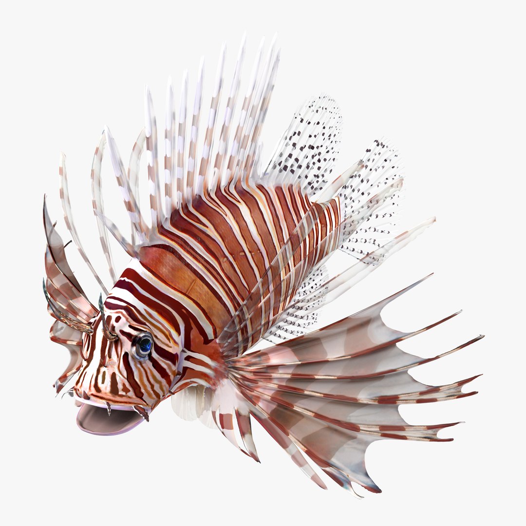 Lionfish 3D model preview