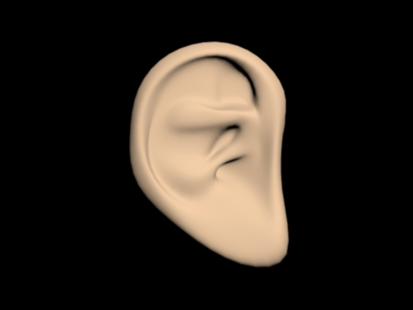 3d ear model