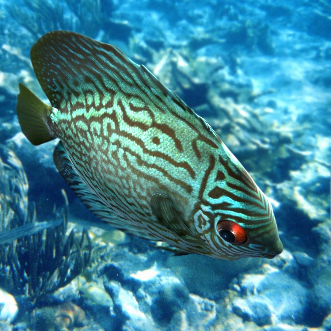 Symphysodon Aequifasciata Fish Max