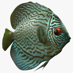 Symphysodon aequifasciata fish
