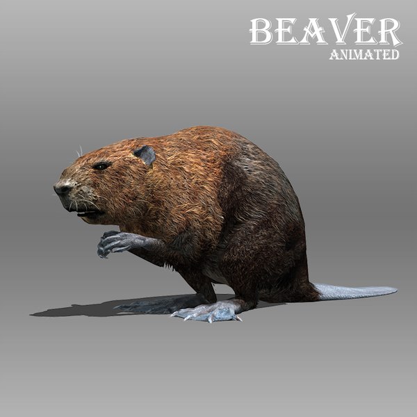modelo 3d Castor animado - TurboSquid 1231482