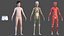 3D Complete Female and Young Man Body Anatomy Fur Collection