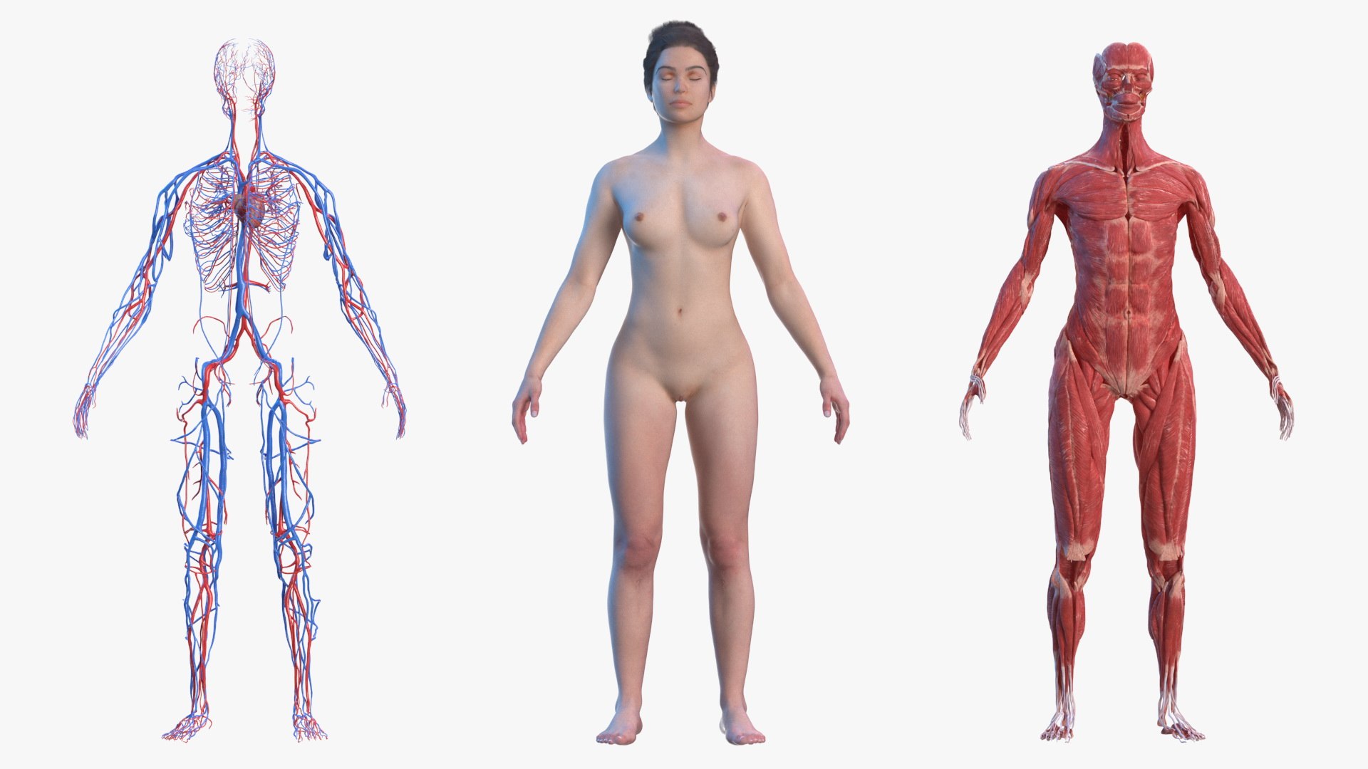 Female Anatomy #1538 by Science Photo Library