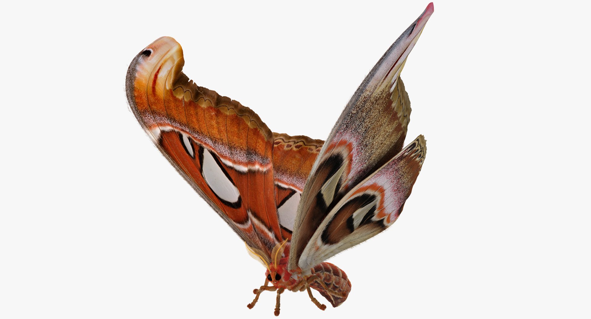 Attacus Atlas Large Saturniid Moth with Fur Rigged 3D Model preview