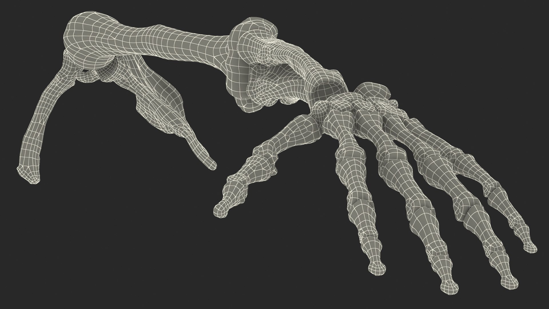 human arm skeleton 3D https://p.turbosquid.com/ts-thumb/3z/5X9LG7/0K0kitgO/humanarmskeletonvray3dmodel015/jpg/1571269712/1920x1080/fit_q87/aab71bcecc995d0bdd4c39ddcef49821152e4789/humanarmskeletonvray3dmodel015.jpg