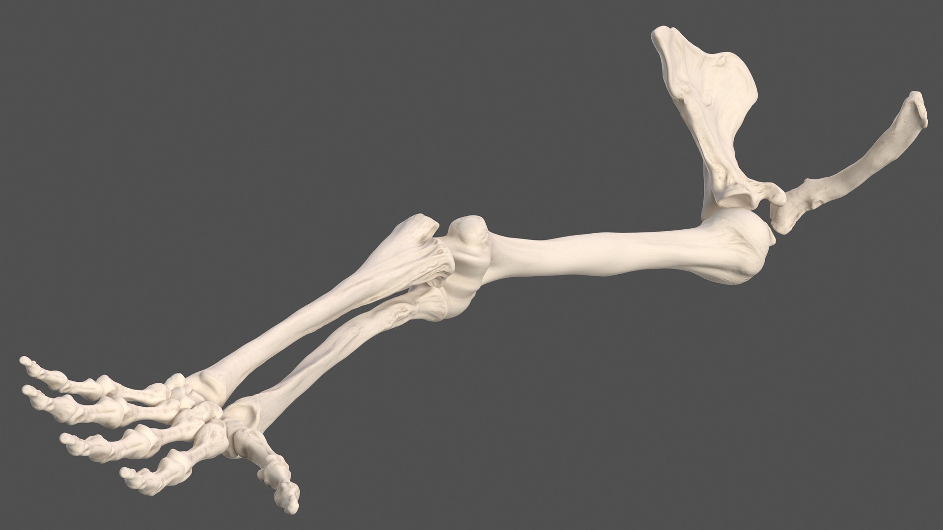 human arm skeleton 3D https://p.turbosquid.com/ts-thumb/3z/5X9LG7/3KlKyL7p/humanarmskeletonvray3dmodel008/jpg/1571269675/1920x1080/fit_q87/55f7904cfe6aae8acc9d315a02fcf24b976e4d2a/humanarmskeletonvray3dmodel008.jpg