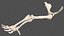 Human Arm Skeleton