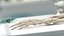 Human Arm Skeleton