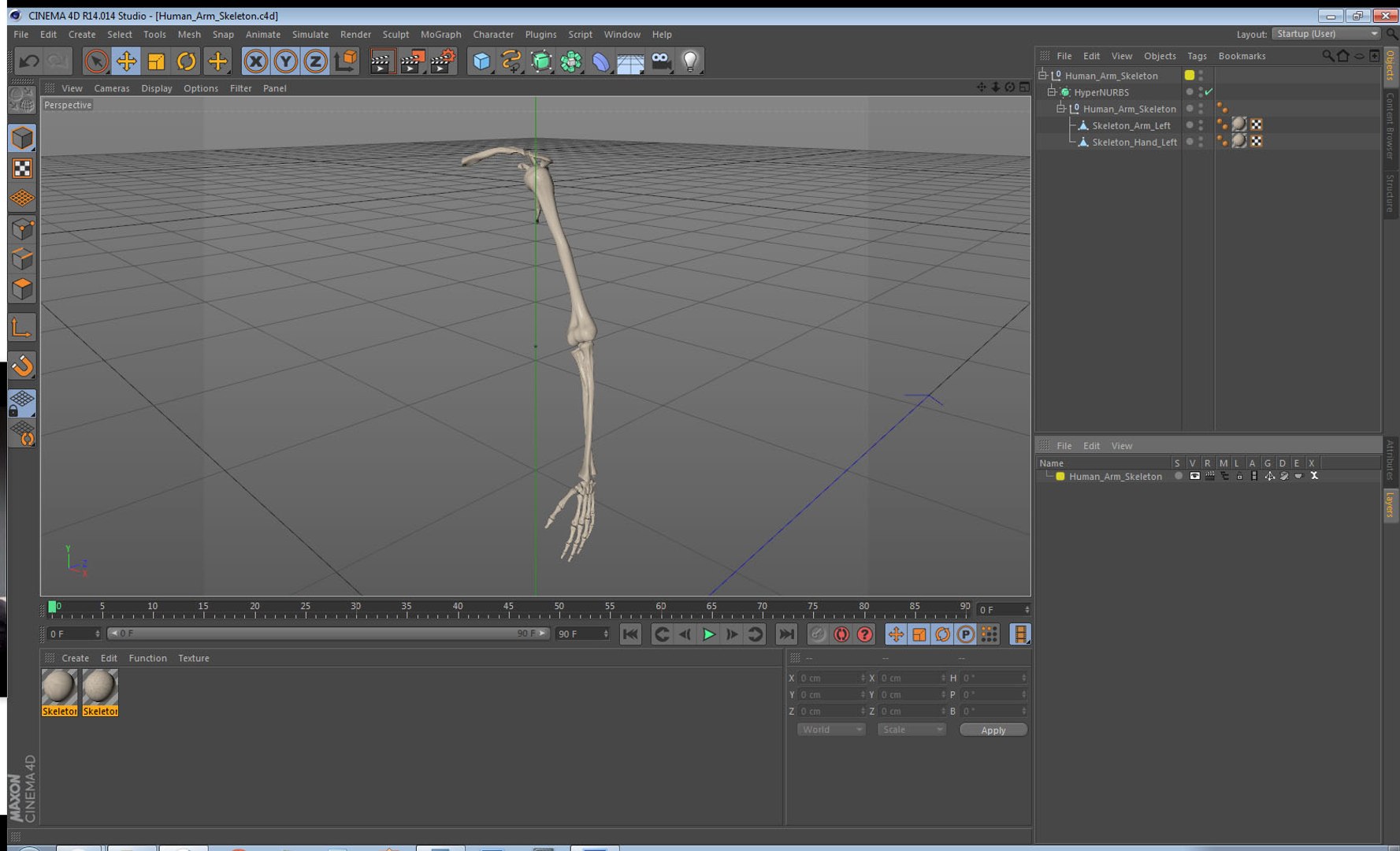 human arm skeleton 3D https://p.turbosquid.com/ts-thumb/3z/5X9LG7/56gqX4b1/humanarmskeletonvray3dmodel026/jpg/1571269726/1920x1080/fit_q87/d431591bf7b73918a554234cb7857daffafb6370/humanarmskeletonvray3dmodel026.jpg