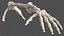 Human Arm Skeleton