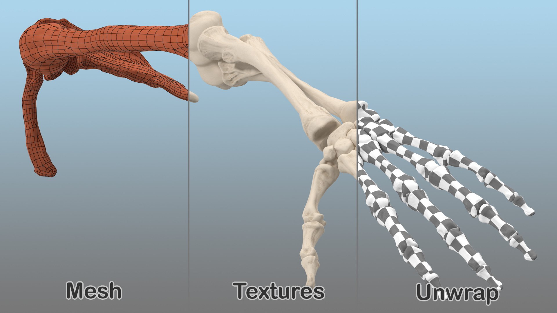 human arm skeleton 3D https://p.turbosquid.com/ts-thumb/3z/5X9LG7/BwGotH7x/humanarmskeletonvray3dmodel009/jpg/1571269681/1920x1080/fit_q87/29560655280713b5f4143eef9e96902fa70bb435/humanarmskeletonvray3dmodel009.jpg