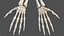 Human Arm Skeleton