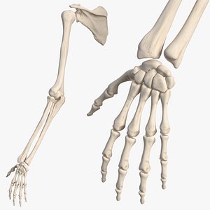 human arm skeleton 3D