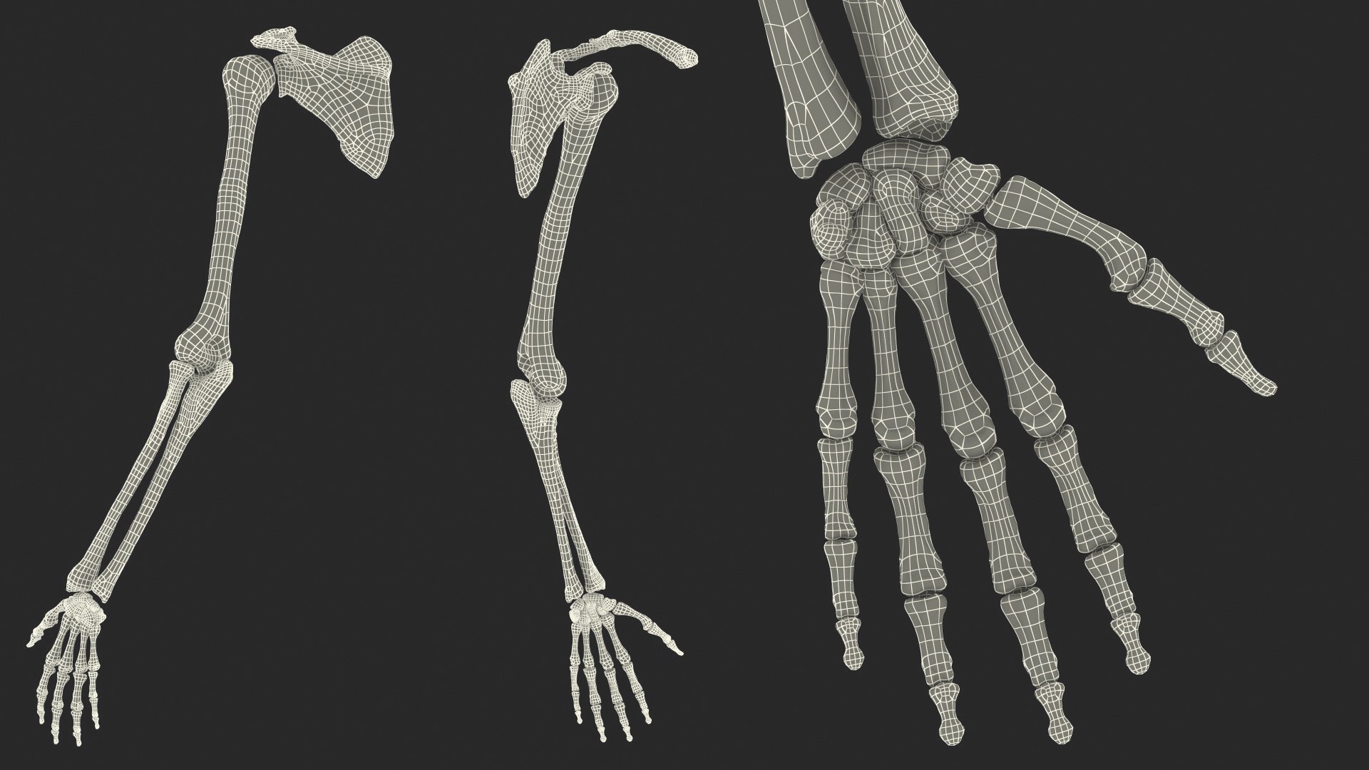 human arm skeleton 3D https://p.turbosquid.com/ts-thumb/3z/5X9LG7/OBnWpnPK/humanarmskeletonvray3dmodel016/jpg/1571269717/1920x1080/fit_q87/2c081548f4403d341807abff101cc8340cb05752/humanarmskeletonvray3dmodel016.jpg