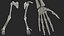 Human Arm Skeleton