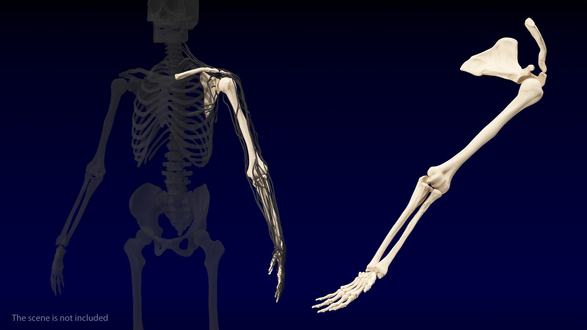 human arm skeleton 3D https://p.turbosquid.com/ts-thumb/3z/5X9LG7/dOaBQ3aa/humanarmskeletonvray3dmodel002/jpg/1571269647/1920x1080/fit_q87/a5558c7a40069de54a6baa25d7bbc9db84c42bfc/humanarmskeletonvray3dmodel002.jpg