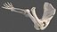 Human Arm Skeleton