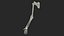 Human Arm Skeleton