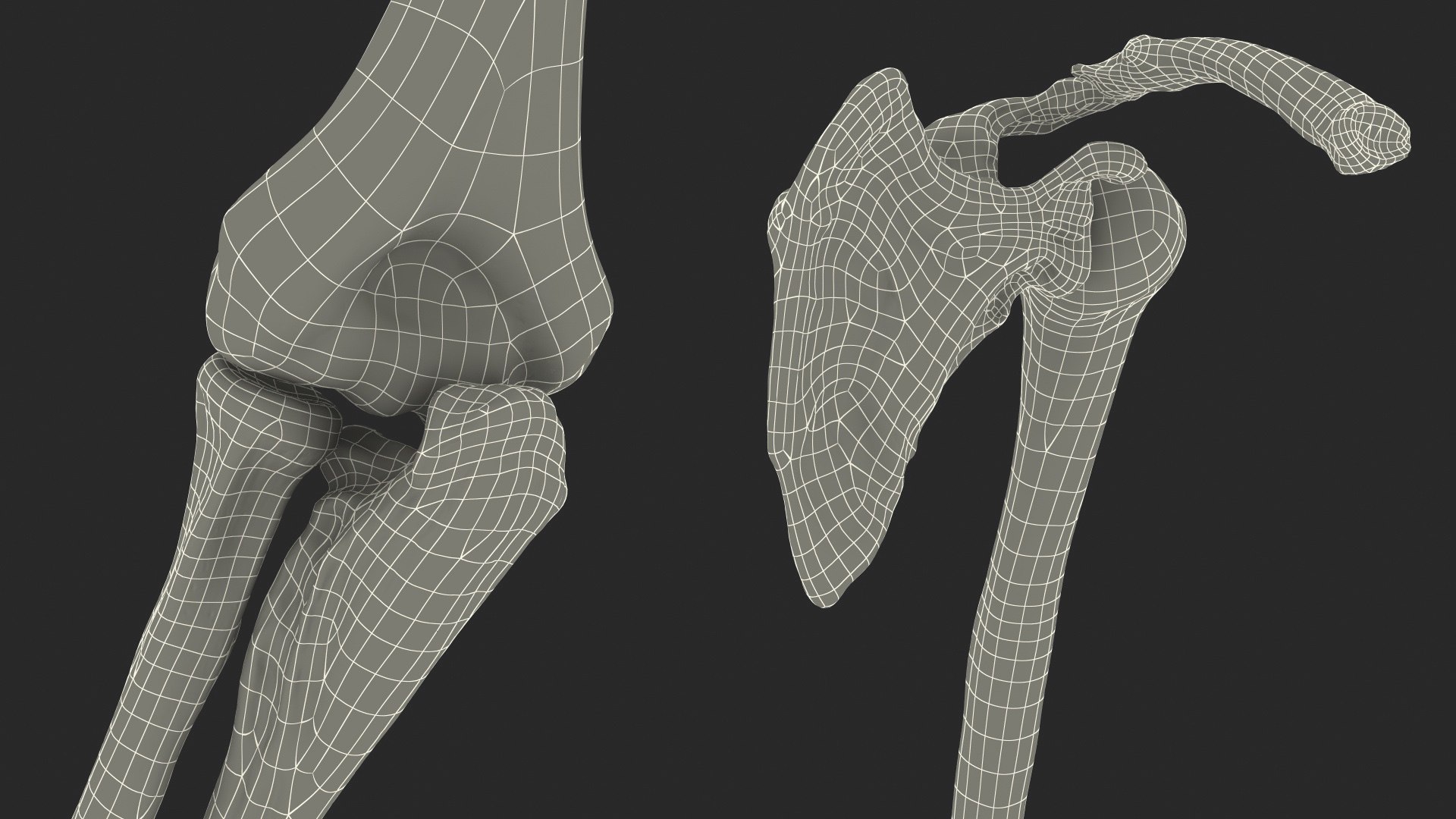 human arm skeleton 3D https://p.turbosquid.com/ts-thumb/3z/5X9LG7/ks9fYeyx/humanarmskeletonvray3dmodel017/jpg/1571269722/1920x1080/fit_q87/4fe8bc9477215051fca8ac3ce663561a4c7a4ec6/humanarmskeletonvray3dmodel017.jpg