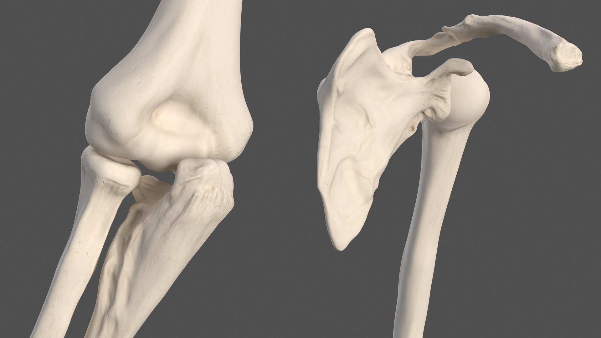 human arm skeleton 3D https://p.turbosquid.com/ts-thumb/3z/5X9LG7/lRvfrpUU/humanarmskeletonvray3dmodel006/jpg/1571269665/1920x1080/fit_q87/f96e3781aabaa46d6563b7d714cb4b7ebdba6ea1/humanarmskeletonvray3dmodel006.jpg