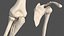 Human Arm Skeleton