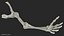 Human Arm Skeleton