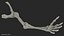 Human Arm Skeleton