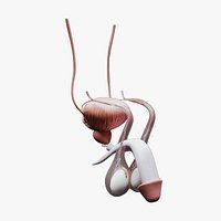 Male Reproductive System Anatomy