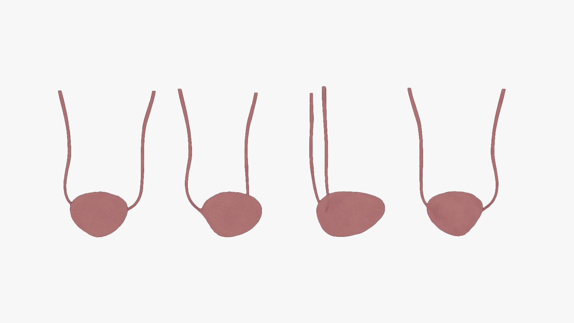 3D model Male Reproductive System Anatomy https://p.turbosquid.com/ts-thumb/3z/KkwGIY/6D/bladder_difiuse/png/1688465439/1920x1080/fit_q87/a0049d770b58e810ef1dbcba44a539d9c413fb2f/bladder_difiuse.jpg