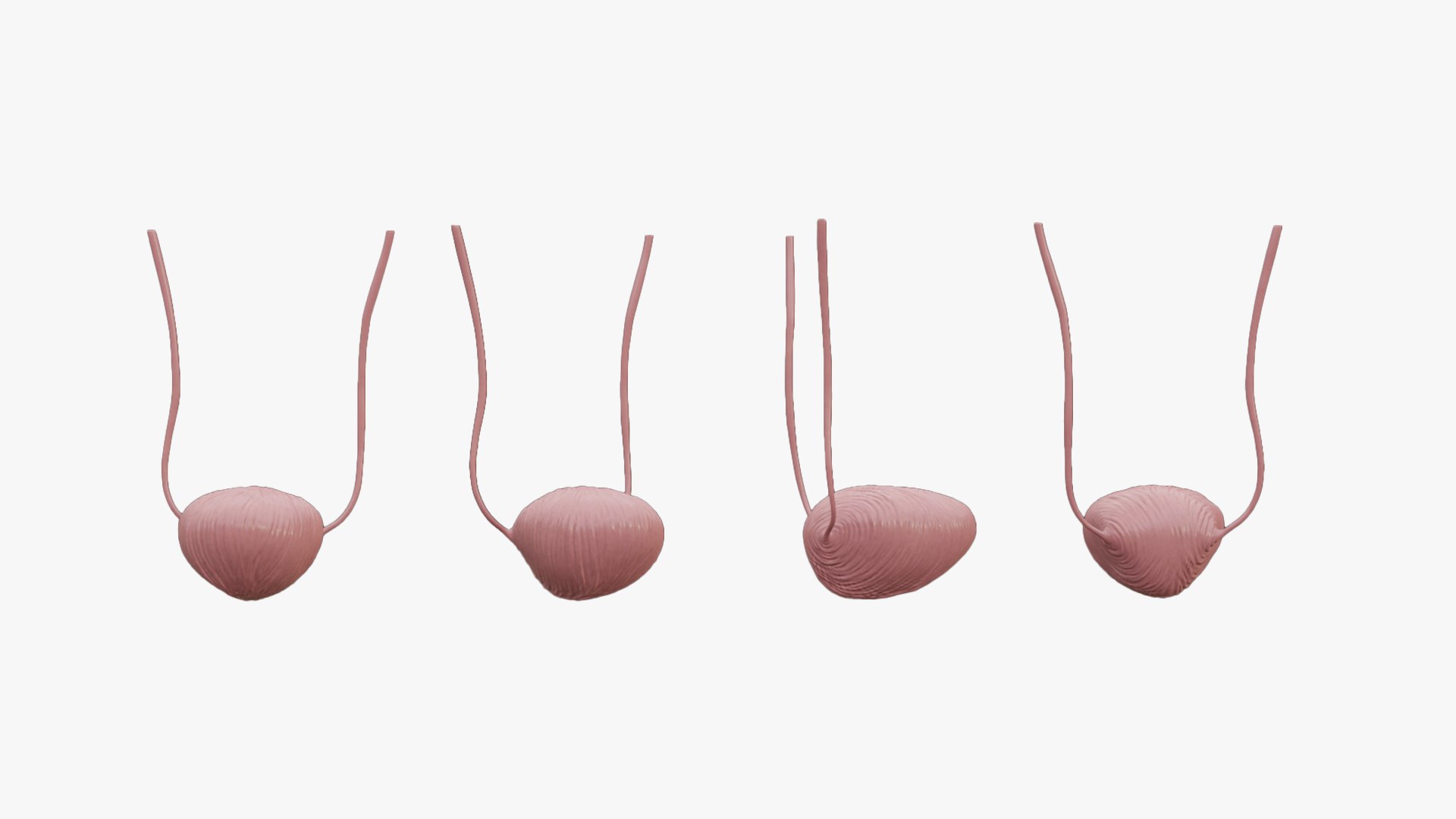 3D model Male Reproductive System Anatomy https://p.turbosquid.com/ts-thumb/3z/KkwGIY/IH/bladder_color_2/png/1688465438/1920x1080/fit_q87/2c9915c90551b260c70650302fe17fafa81e0c60/bladder_color_2.jpg