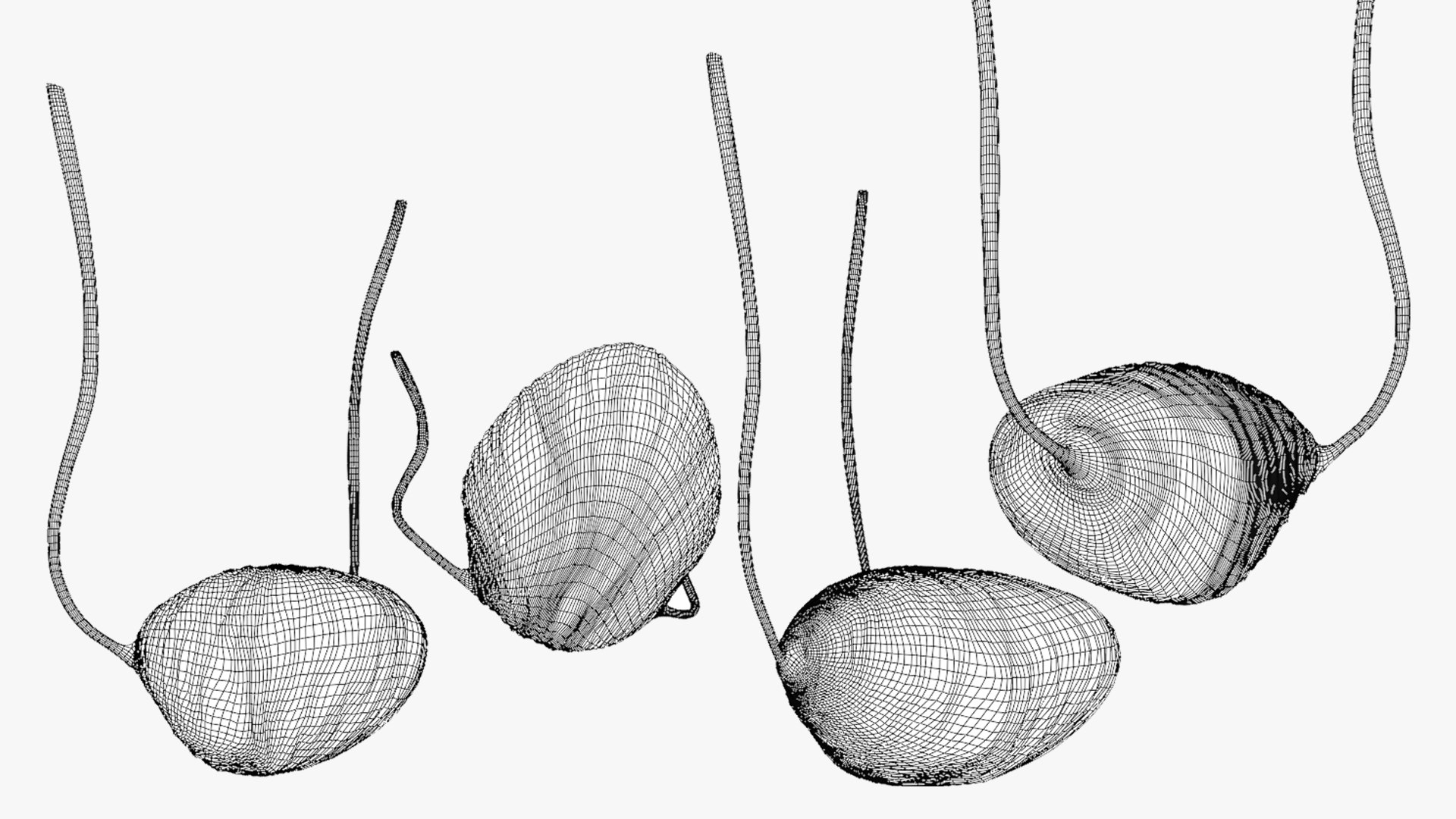 3D model Male Reproductive System Anatomy https://p.turbosquid.com/ts-thumb/3z/KkwGIY/Qi/bladder_wireframe/png/1688465443/1920x1080/fit_q87/b33709ce4336b7801e1e20135920a4dc395b7319/bladder_wireframe.jpg