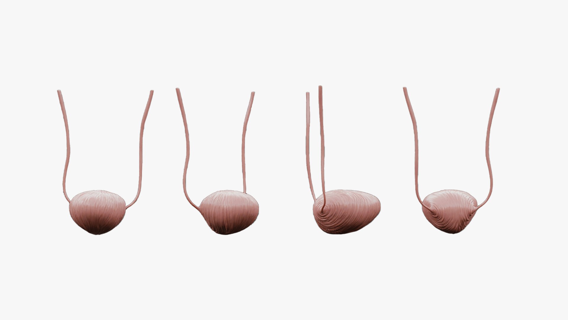 3D model Male Reproductive System Anatomy https://p.turbosquid.com/ts-thumb/3z/KkwGIY/fM/bladder_render/png/1688465440/1920x1080/fit_q87/502df9bbde0944281e39e42f78f9931266cf104d/bladder_render.jpg