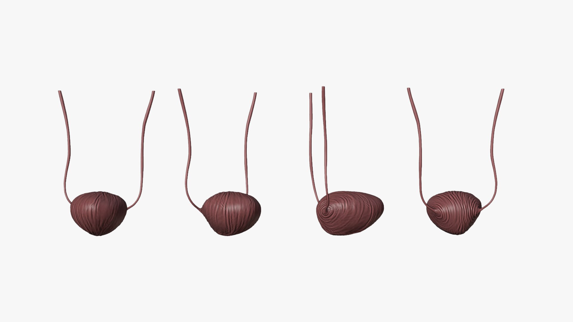 3D model Male Reproductive System Anatomy https://p.turbosquid.com/ts-thumb/3z/KkwGIY/ne/bladder_texture/png/1688465442/1920x1080/fit_q87/640426f89b85264cccc0f8c0e93d28838943e30c/bladder_texture.jpg