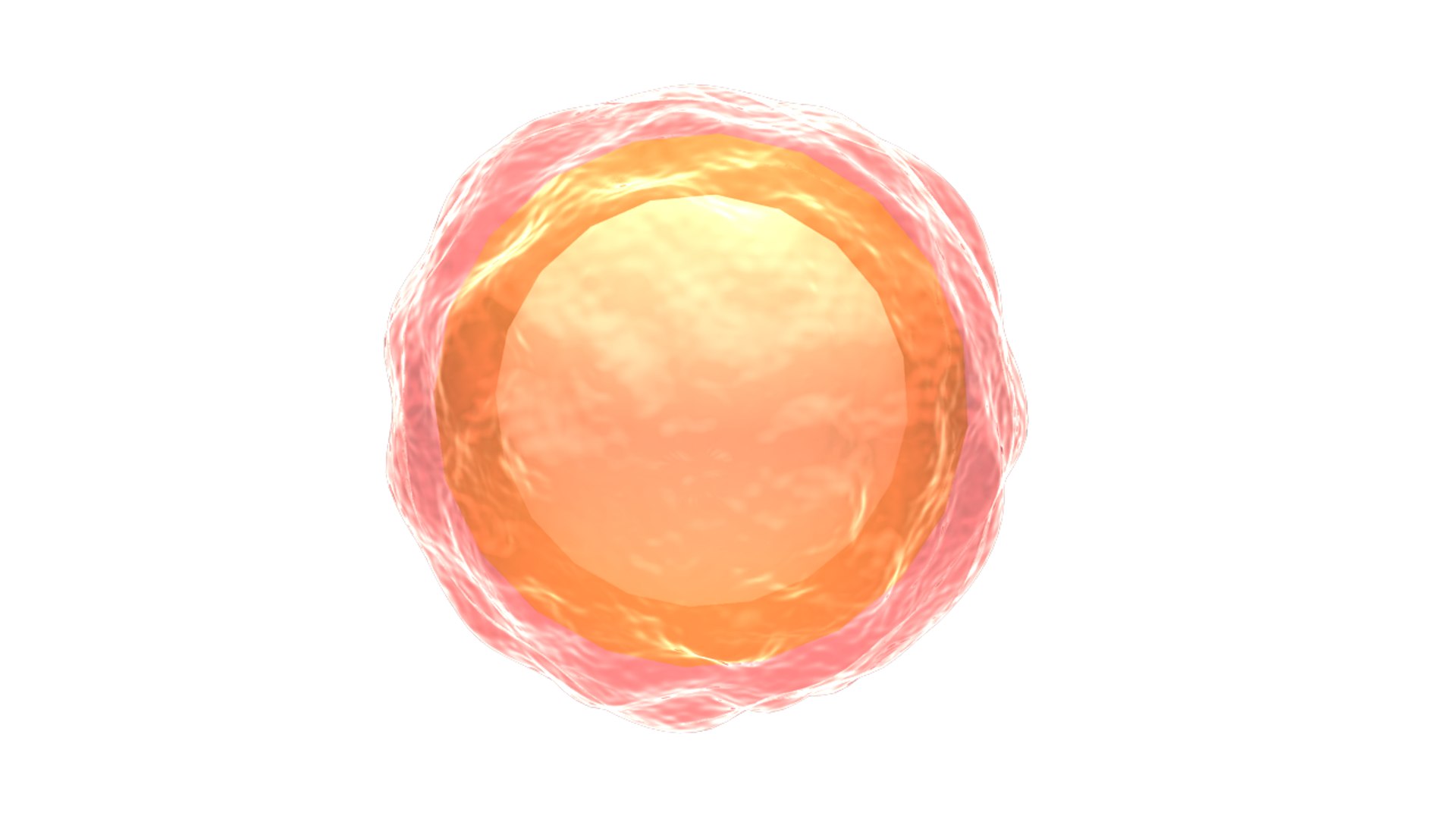 3d Bacterial Spore