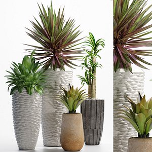 plants 206
