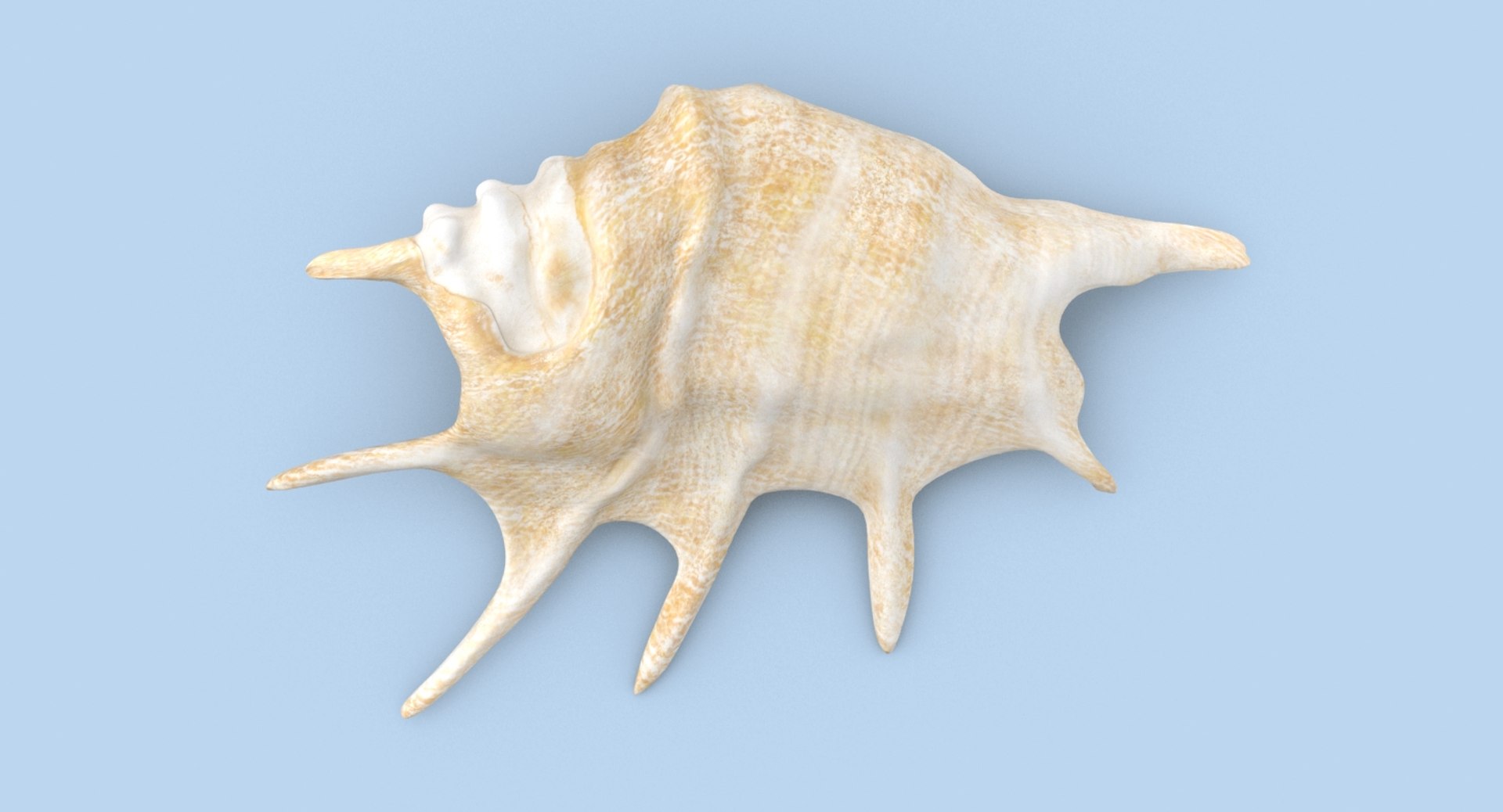 Conch-shells---shell-01 3D Model - TurboSquid 1156487